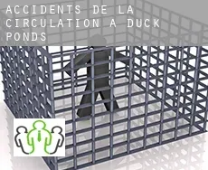 Accidents de la circulation à Duck Ponds
